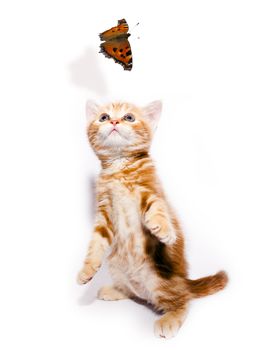 small redhead kitty and butterfly on white background