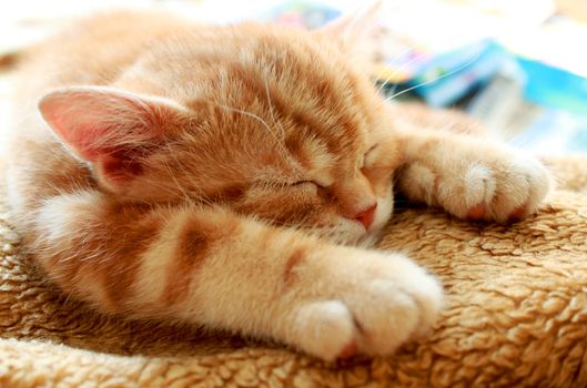 very small redhead kitty on white background