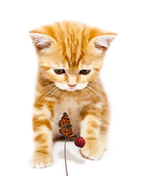 small redhead kitty and butterfly on white background