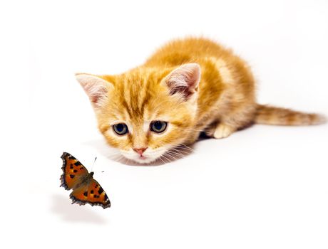 small redhead kitty and butterfly on white background