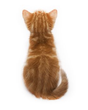 very small redhead kitty on white background