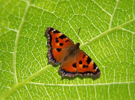 beautiful varicolored butterfly sits on green sheet