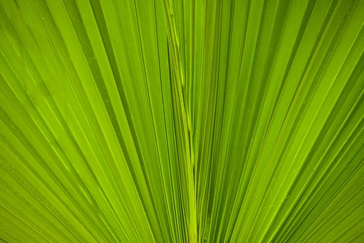 photo of green palm branches into the frame