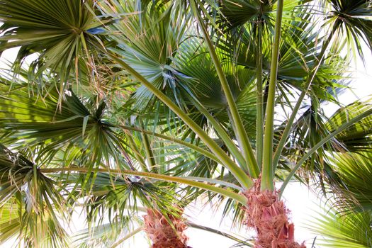 photo of green palm branches into the frame