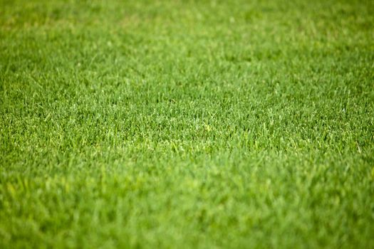 Photos lawn with bright green fresh grass