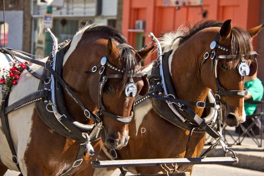 Two horses pulling a carriage at the 2011 Queen City Ex Parade in Regina, Saskatchewan