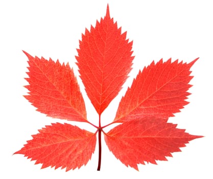 red leaf isolated over a white background