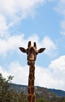 photo of the head giraffe long neck