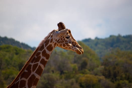 photo of the head giraffe long neck