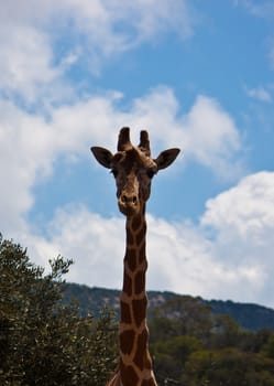 photo of the head giraffe long neck