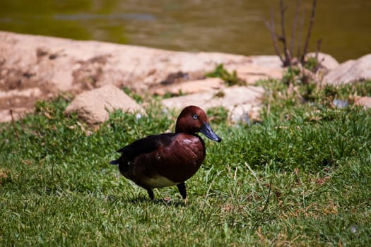 photo beautiful brown duck on green grass