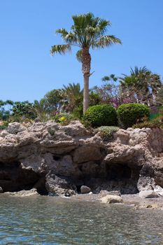 palm trees and flowers on a rocky seashore