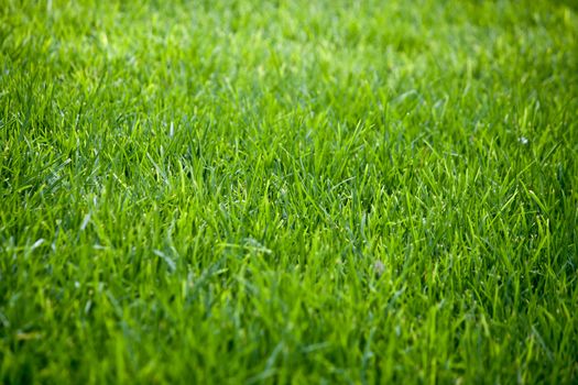 Photos lawn with bright green fresh grass