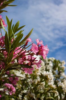 shrub with beautiful pink and white flowers