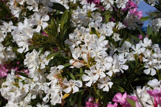 shrub with beautiful pink and white flowers