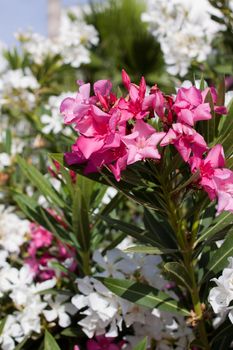 shrub with beautiful pink and white flowers