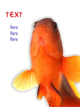 clownfish and copy space for sample text here