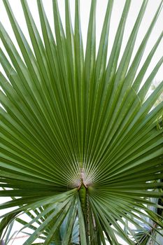 photo of green palm branches into the frame