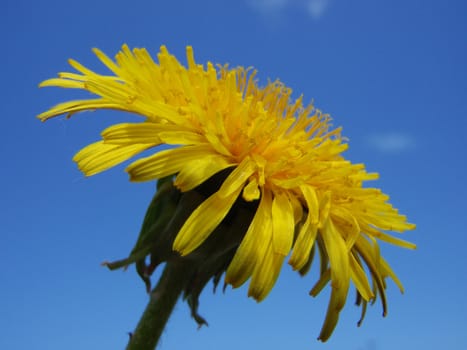 Yellow flower