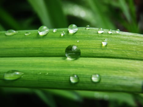 drops on green sheet