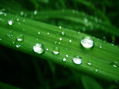 drops on green sheet