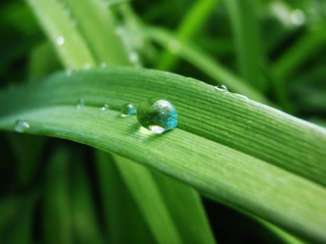 drops on green sheet