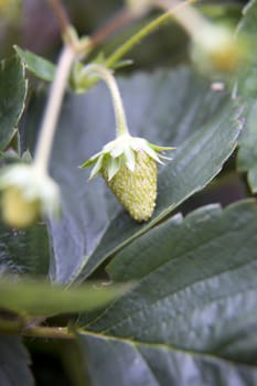 Small and green strawberry on plant