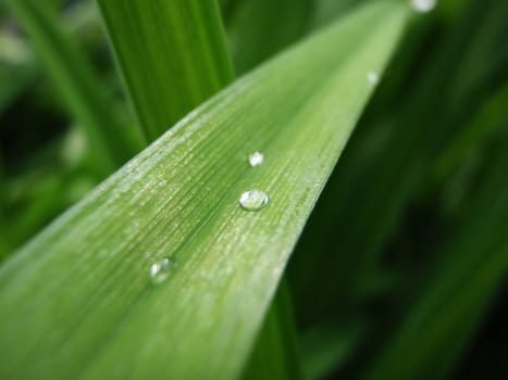 drops on green sheet