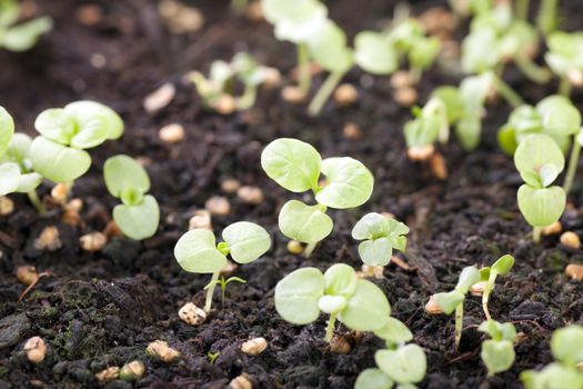 Fresh spring vegetable sprouts in moist soil.