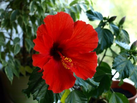 Red hibiscus flower