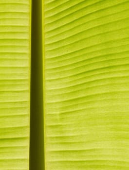 Backlit fresh green banana leaf used for backgrounds