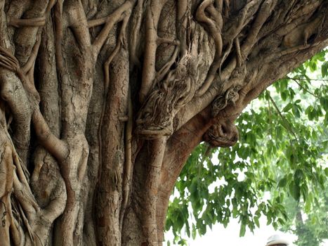 Tree with interesting bark