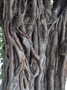 Misterious tree with beautiful pattern on its bark