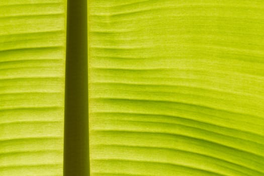 Backlit fresh green banana leaf used for backgrounds