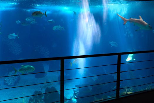 Fishes in Lisbon Oceanarium