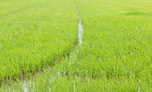 Green paddy fields in Thailand