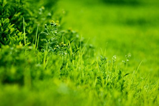 green grass with depth of field effect