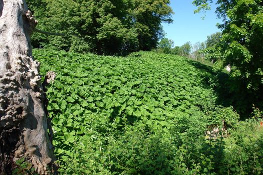 Field full of Curled Dock  Rumex crispus Sorrel herbs