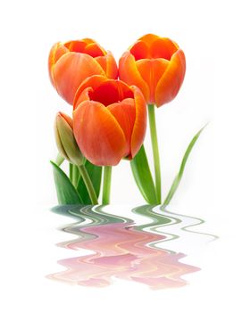 beautiful bouquet red tulip on white background