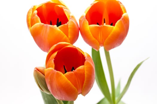 beautiful bouquet red tulip on white background