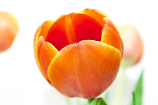 beautiful bouquet red tulip on white background