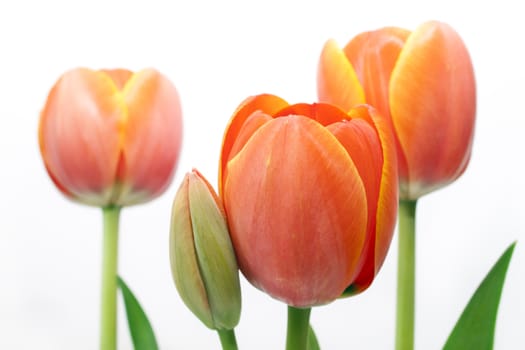 beautiful bouquet red tulip on white background