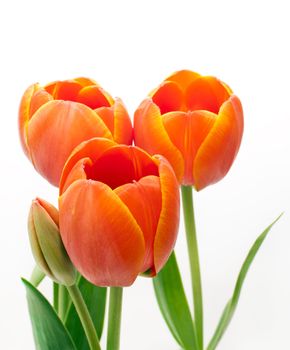 beautiful bouquet red tulip on white background