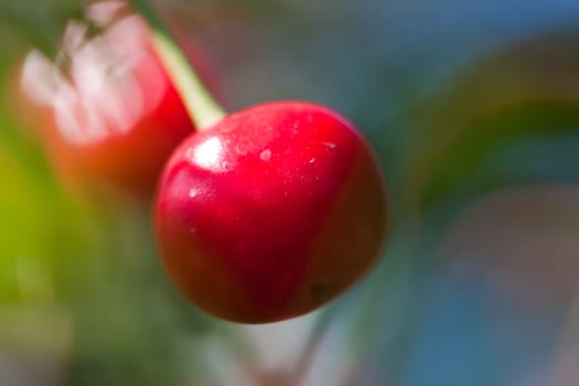 bright red cherry on green blue background
