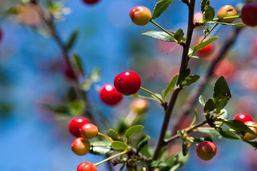 bright red cherry on branch on background blue sky
