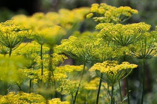 sprouts of the thick green dill by summer
