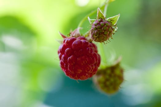 bright red ripe raspberry and unripe green
