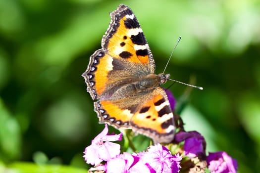 beautiful varicolored butterfly sits on beautiful flower