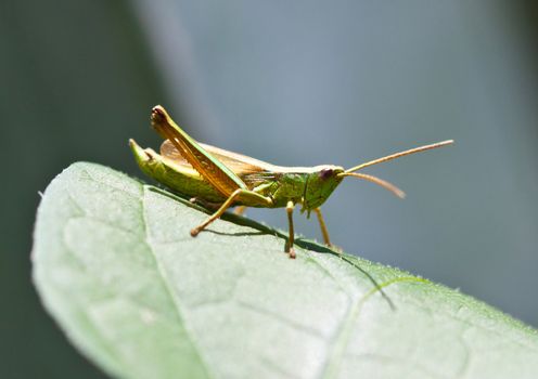 small green grasshopper at year day on green sheet
