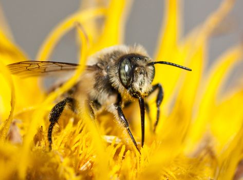 big bee sits on bright yellow flower
